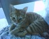 CaT CaT