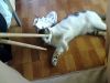 My pet pet