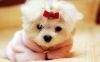 cute animals