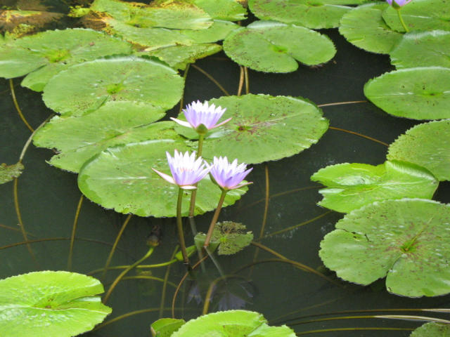 ˵