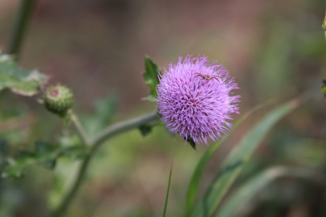 ˵